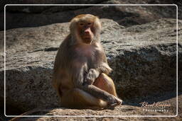 Hellabrunn Zoo (746) Baboon