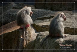 Baboon, Hellabrunn Zoo (756)