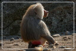 Hellabrunn Zoo (758) Baboon