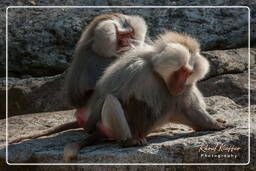 Baboon, Hellabrunn Zoo (782)