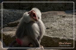 Baboon, Hellabrunn Zoo (801)