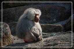 Baboon, Hellabrunn Zoo (816)