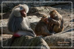 Baboon, Hellabrunn Zoo (823)