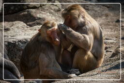 Zoo di Hellabrunn (824) Babbuino