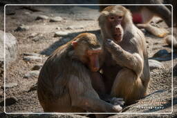 Baboon, Hellabrunn Zoo (836)