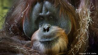 Hellabrunn Zoo (863) Orangutan