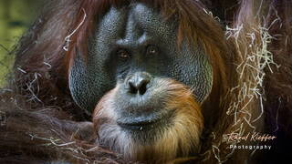 Hellabrunn Zoo, Orangutan, Munich, Bavaria, Germany