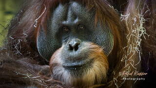 Zoo de Munich (863) Orang-outan