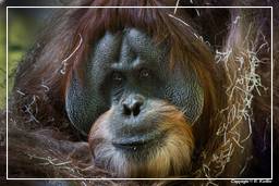 Hellabrunn Zoo (863) Orangotango