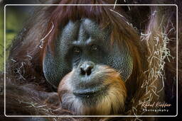 Zoo de Munich (863) Orang-outan