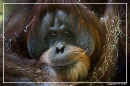 Hellabrunn Zoo (873) Orangutan