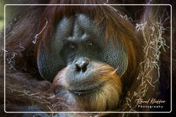 Zoo de Munich (873) Orang-outan