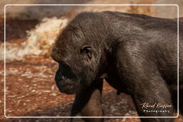Gorilla, Hellabrunn Zoo (930)