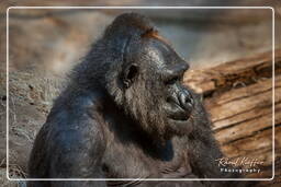 Gorilla, Hellabrunn Zoo (992)