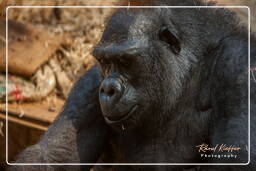 Zoo di Hellabrunn (1046) Gorilla