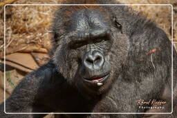 Gorilla, Hellabrunn Zoo (1093)