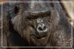 Zoo di Hellabrunn (1119) Gorilla