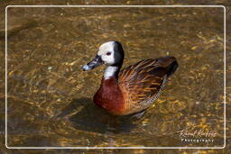 Tierpark Hellabrunn (1206)