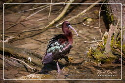 Tierpark Hellabrunn (1219)