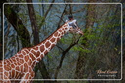 Zoo de Munich (1229) Girafe