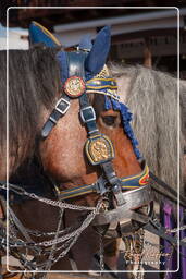 2013, Oktoberfest (233)