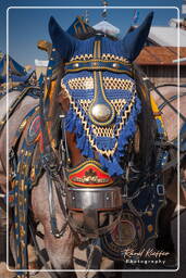 2013, Oktoberfest (255)