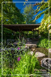 Japanese Garden, Westpark (Munich) (489)