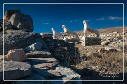 Delos (36)