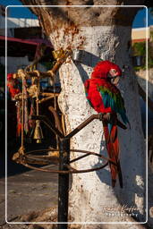 Rhodes (209) Place de Evreon Martyron