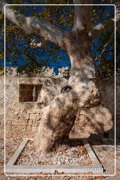 Old town, Rhodes (457)