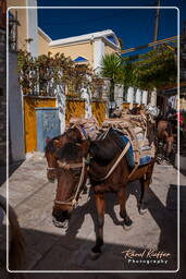 Symi (677)