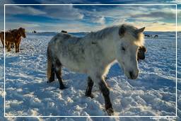 Isländische Pferde (18)