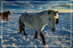 Chevaux islandais (18)