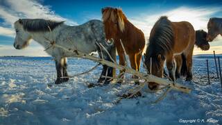 Cavalos Islandeses (48)