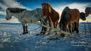 Chevaux islandais, Islande