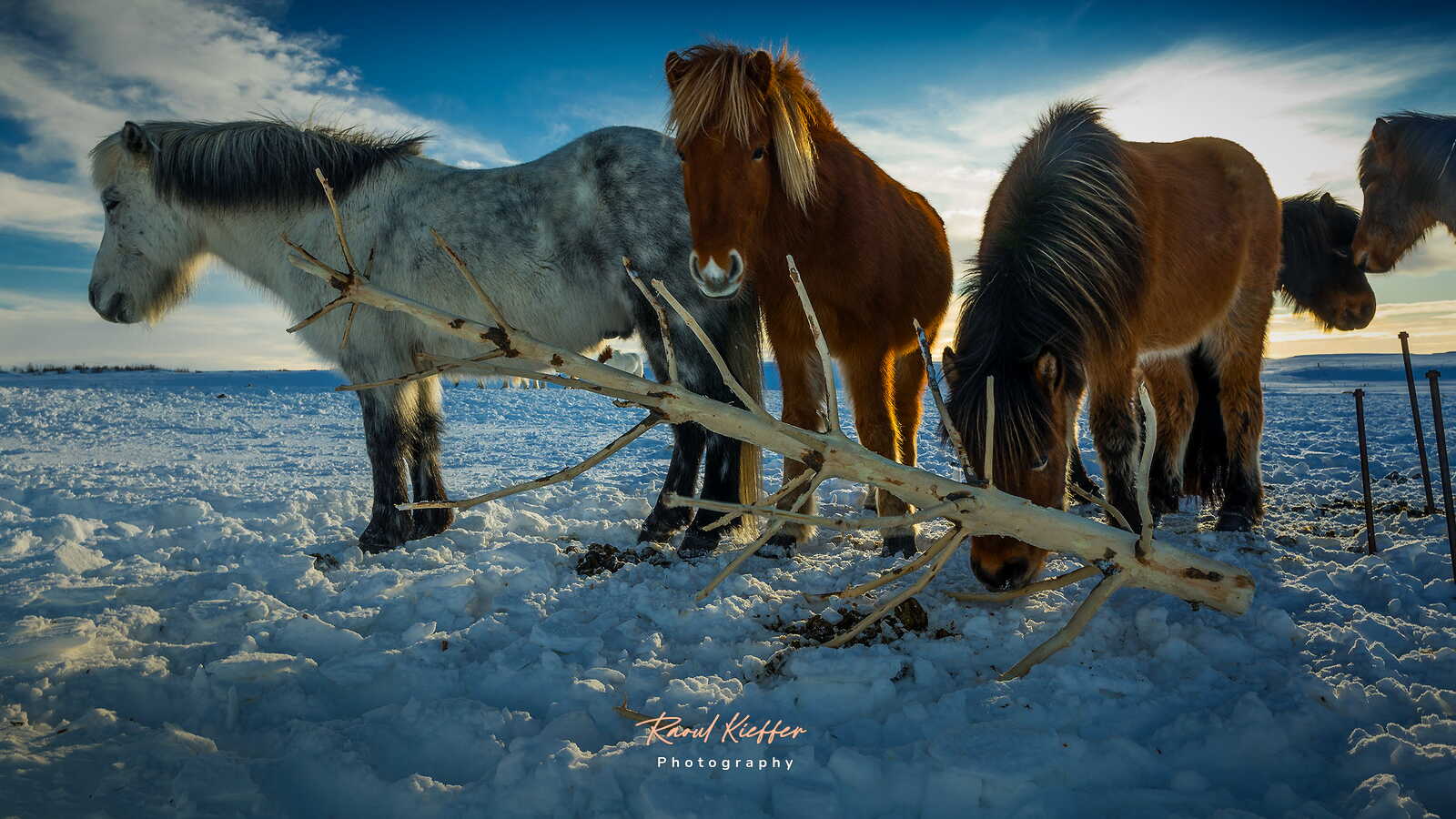 Icelandic Horses