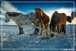 Isländische Pferde (48)