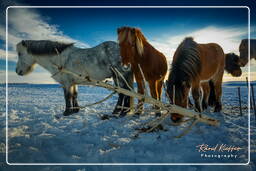 Chevaux islandais (48)