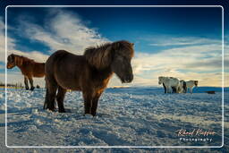 Icelandic Horses (56)