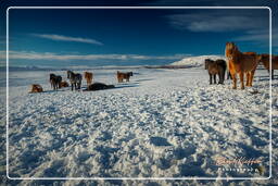 Chevaux islandais (70)