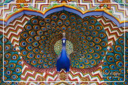 Jaipur (120) City Palace (Peacock Gate)