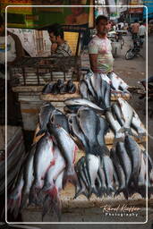 Jaipur (271) Marché