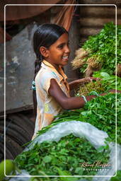 Market, Jaipur (354)