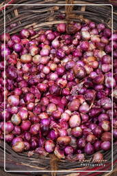 Market, Jaipur (442)