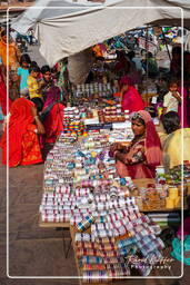 Jodhpur (513)