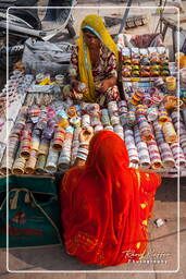 Jodhpur (536)