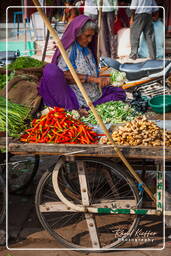 Jodhpur (547)