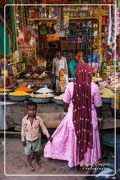 Jodhpur (559)