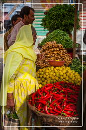 Jodhpur (585)