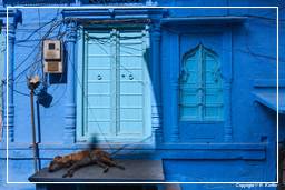 Jodhpur (762) Blaue Stadt